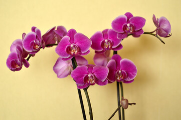 pink blooming phalaenopsis orchid growing in the flower pot