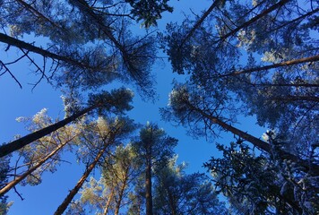 trees and sky
