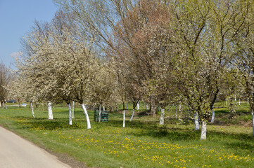 Fototapeta na wymiar spring in Backi Petrovac, Vojvodina