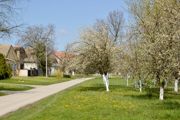 spring in Backi Petrovac, Vojvodina