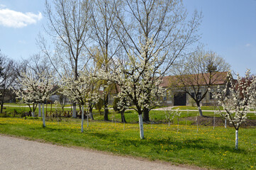 spring in Backi Petrovac, Vojvodina