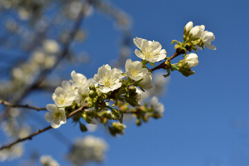 branches of blooming cherry tree with blue sky in the background