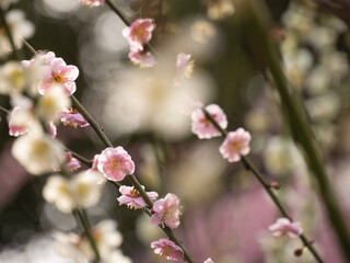 blossom