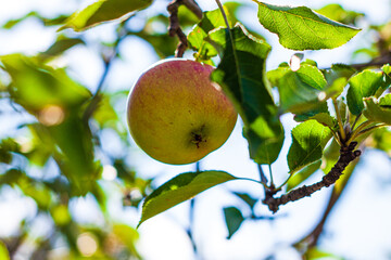 Apple tree with green apples close up in sunlight. Fresh yellow apple growing on branch in the garden with colorful sunbeams. Healthy fruits eating, harvest concept, raw vegan organic local food.