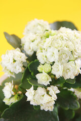 white kalanchoe flowers with green leaves