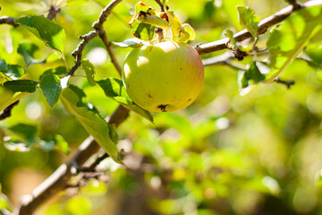 Apple tree with green apples close up in sunlight. Fresh yellow apple growing on branch in the garden with colorful sunbeams. Healthy fruits eating, harvest concept, raw vegan organic local food.