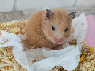 Cute syrian hamster look at camera close-up