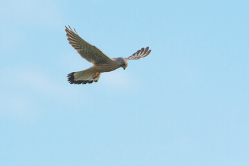 Common Kestrel (Falco tinnunculus) male hovering in the sky searching for prey