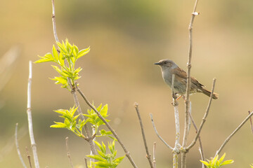 Dunnock (Prunella modularis) perched on top of a shrub in the dunes