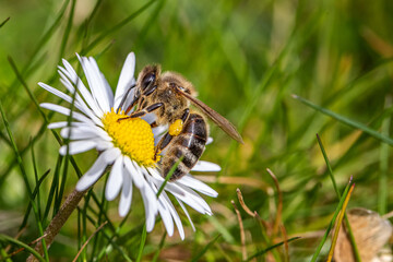 Wiosenne zapylanie kwiat&oacute;w