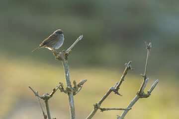 Dunnock (Prunella modularis) perched on top of shrub