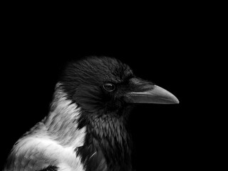 monochrome portrait of a hooded crow in close up with face in profile