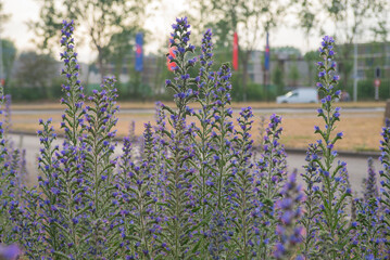 Viper's Bugloss (Echium vulgare) group flowering at the edge of a road with car in the background