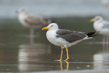 Fototapeta na wymiar Lesser Black-backed Gull (Larus fuscus) adult on the beach at the shoreline with two European Herring Gull's (Larus argentatus) in the background