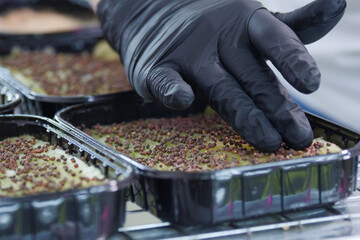 Female hands in black gloves plant microgreen seeds in black substrates on jute rugs. A woman grows...