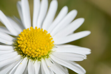 Obraz premium macro shot of a daisy from above