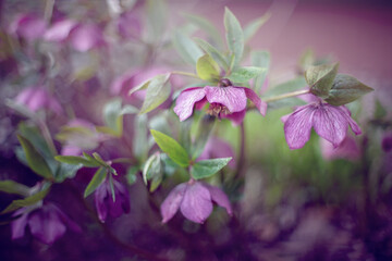 Ciemiernik fioletowy. Kwiaty ogrodowe na rozmytym tle © anettastar