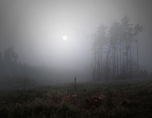 Horror scene. Man in foggy forest - 427431294
