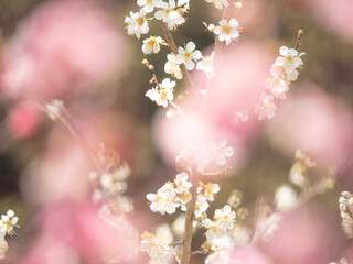 cherry blossom