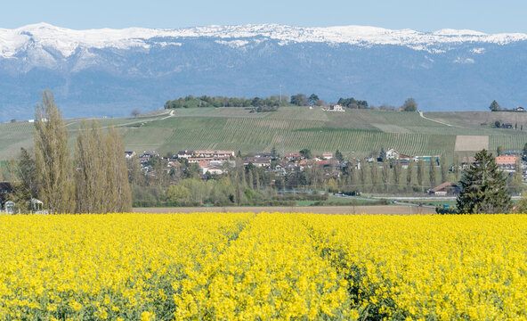 Champ de colza &agrave; Perly en Suisse