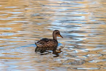 duck in a pond in the morning light