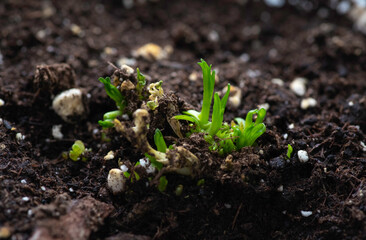 Young plant shoots come out of the ground.