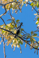blue tit in a park