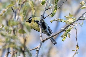 blue tit in a park
