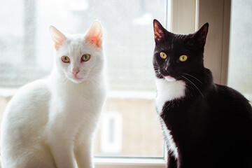 A black and white cat sitting on a window sill next to a white cat