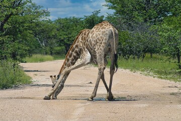 Obraz na płótnie Canvas Drinking Giraffe during Raining Season in Etosha National Park in Namibia