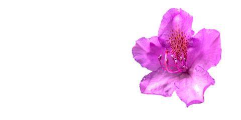 Single flower of pink rhododendron, paeonie officinalis, isolated against white background