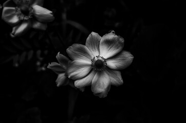 Black and white flower