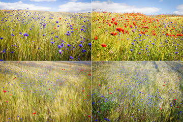 Collection of images with blooming cornflower in rye field