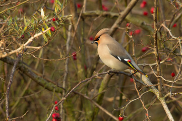 Bohemian Waxwing (Bombycilla garrulus) perched on Dog Rose (Rosa canina) shrub with berries