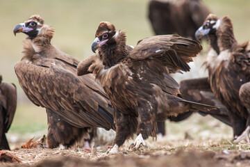Cinereous Vulture, (Aegypius monachus) in its natural habitat. Wildlife.