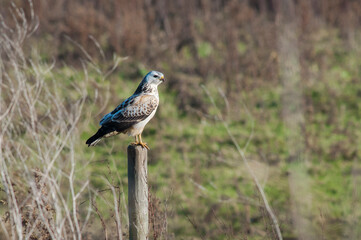 Common Buzzard (Buteo buteo) blonde variety perched on a wooden pole
