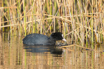 Common Coot (Fulica atra) swimming in a ditch with reed and other vegetation