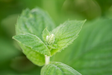 Close up of beautiful fresh mint in the garden