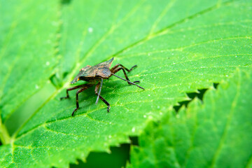 Peribalus strictus perched on a big green leaf