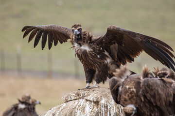 Cinereous Vulture, (Aegypius monachus) in its natural habitat. Wildlife.