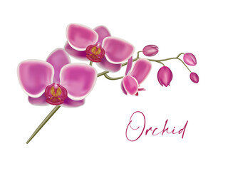 Purple orchid. Orchid flowers set on the white, vector illustration. Realistic Detailed 3d Flower Orchid. © ellyson