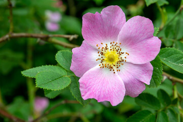 Obraz premium Beautiful wild rose flower close-up, spring view