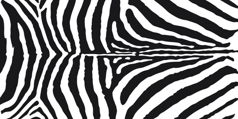 Zebra skin print vector illustration. Black and white wild animal skin or fur.