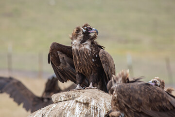 Cinereous Vulture, (Aegypius monachus) in its natural habitat. Wildlife.