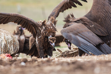 Cinereous Vulture, (Aegypius monachus) in its natural habitat. Wildlife.