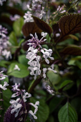 White flowers in the garden