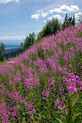 blooming fireweed, willow herb flower on the mountain slope with Tatra Mountains in the background