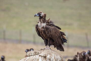 Cinereous Vulture, (Aegypius monachus) in its natural habitat. Wildlife.