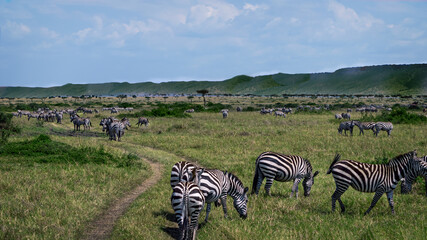 wilderness zebras in open field walking and eating 
