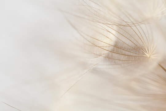 White fluff mids